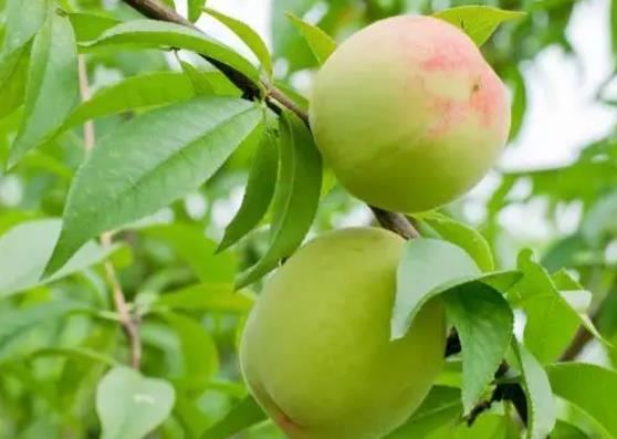 桃树叶有哪些功效与作用  桃树叶可以吃吗