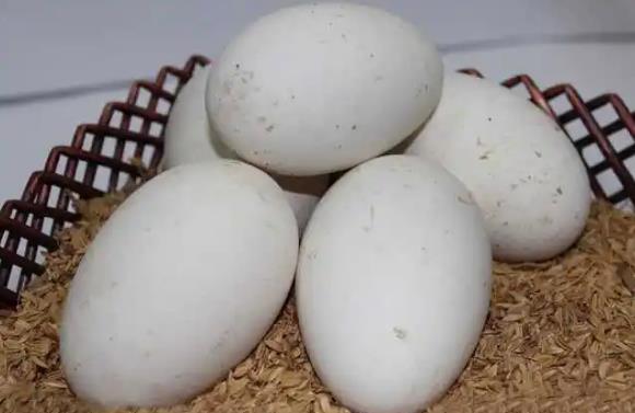 鹅蛋有哪些营养价值  孕妇能吃鹅蛋吗