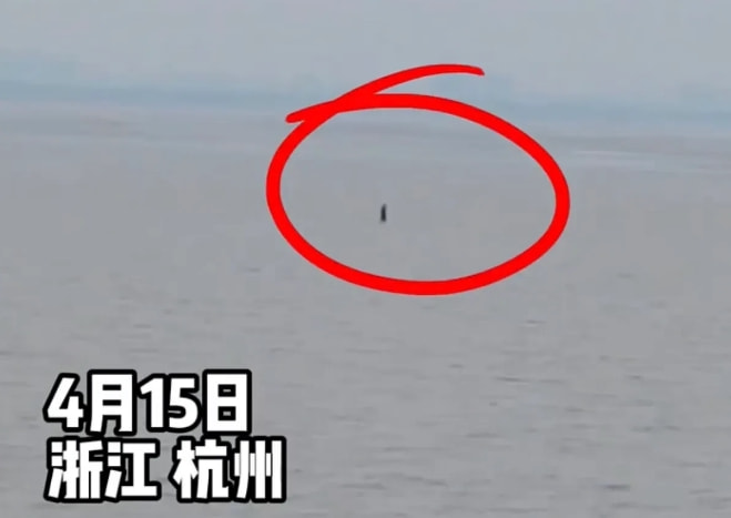 游客钱塘江边抓拍到奇怪一幕，一位男子疑似正在江面上行走